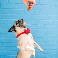 #Modeled in a Small collar and Large bow tie