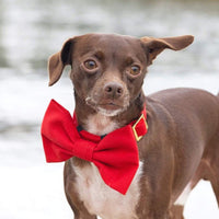 #Modeled in a Small collar and Large bow tie