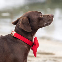 #Modeled in a Small collar and Large bow tie