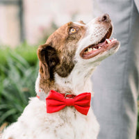 #Modeled in a Large bow tie