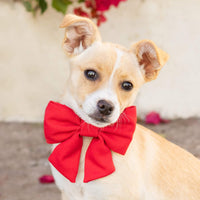 #Modeled by Mandy (5lbs) in an X-Small collar and Large lady bow