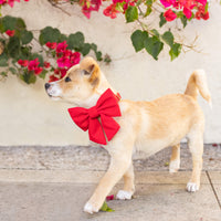 #Modeled by Mandy (5lbs) in a Large lady bow