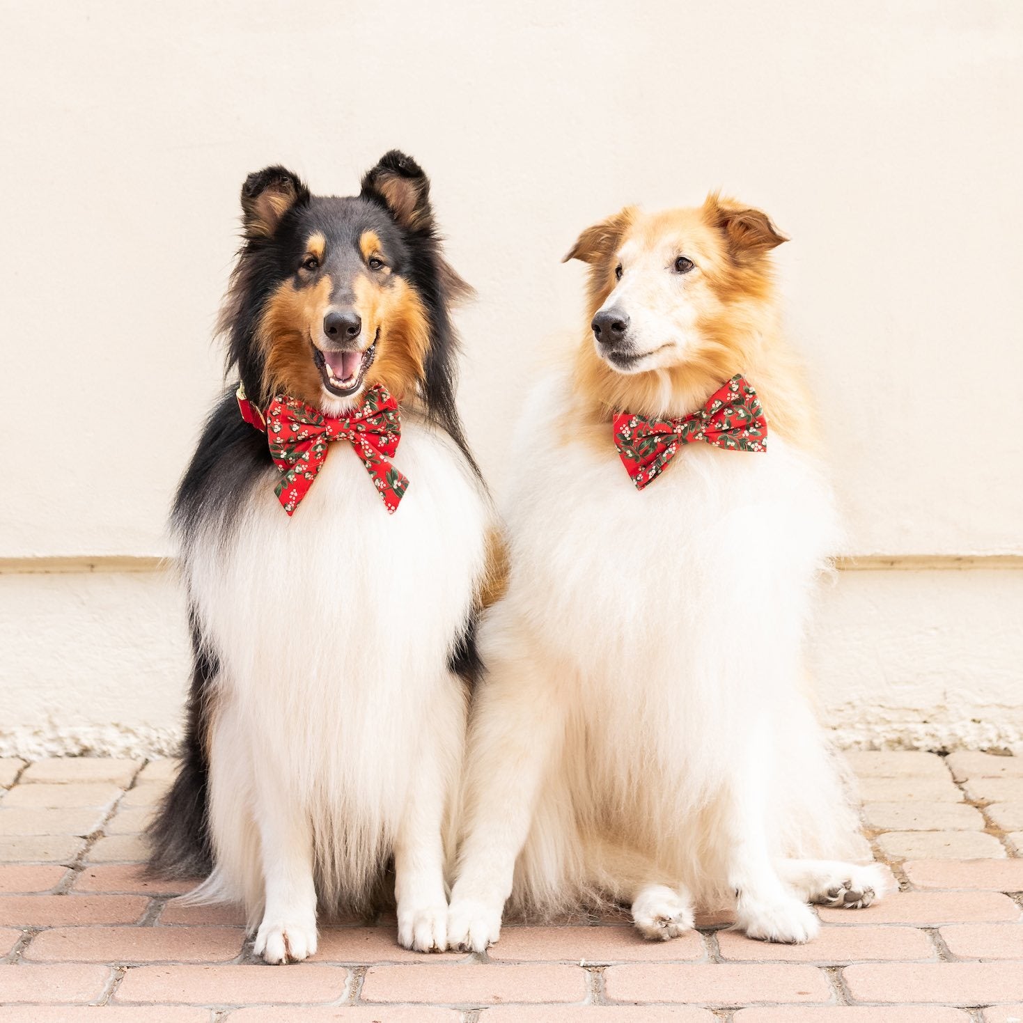 #Modeled by Azuki (55lbs) in a Large collar and Large bow tie