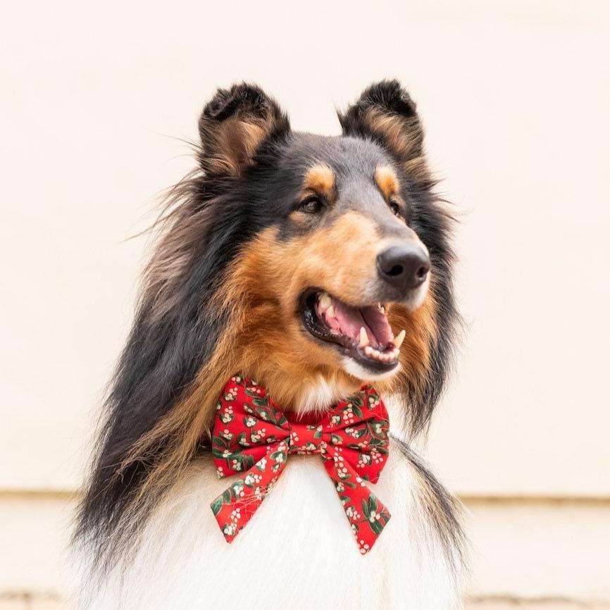 #Modeled by Yokhan (55lbs) in a Large collar and Large lady bow