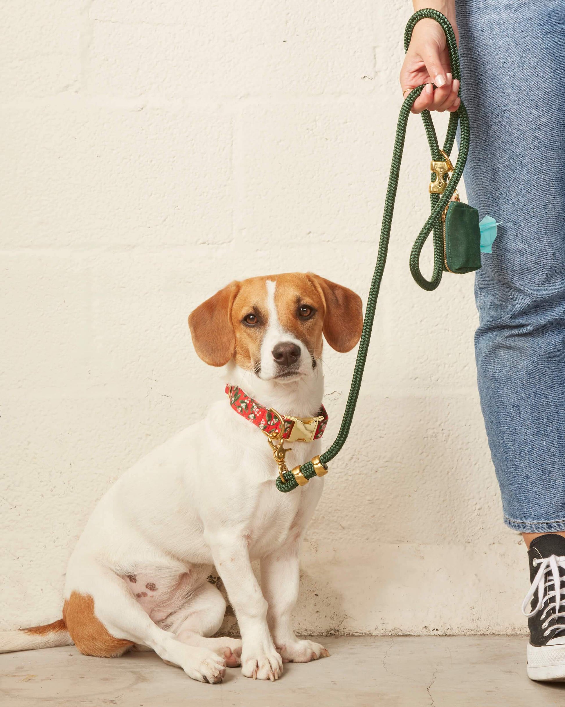 #Modeled by Maple (25lbs) in a Medium collar and Standard leash