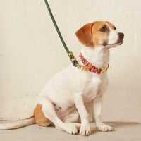 #Modeled by Maple (25lbs) in a Medium collar and Standard leash